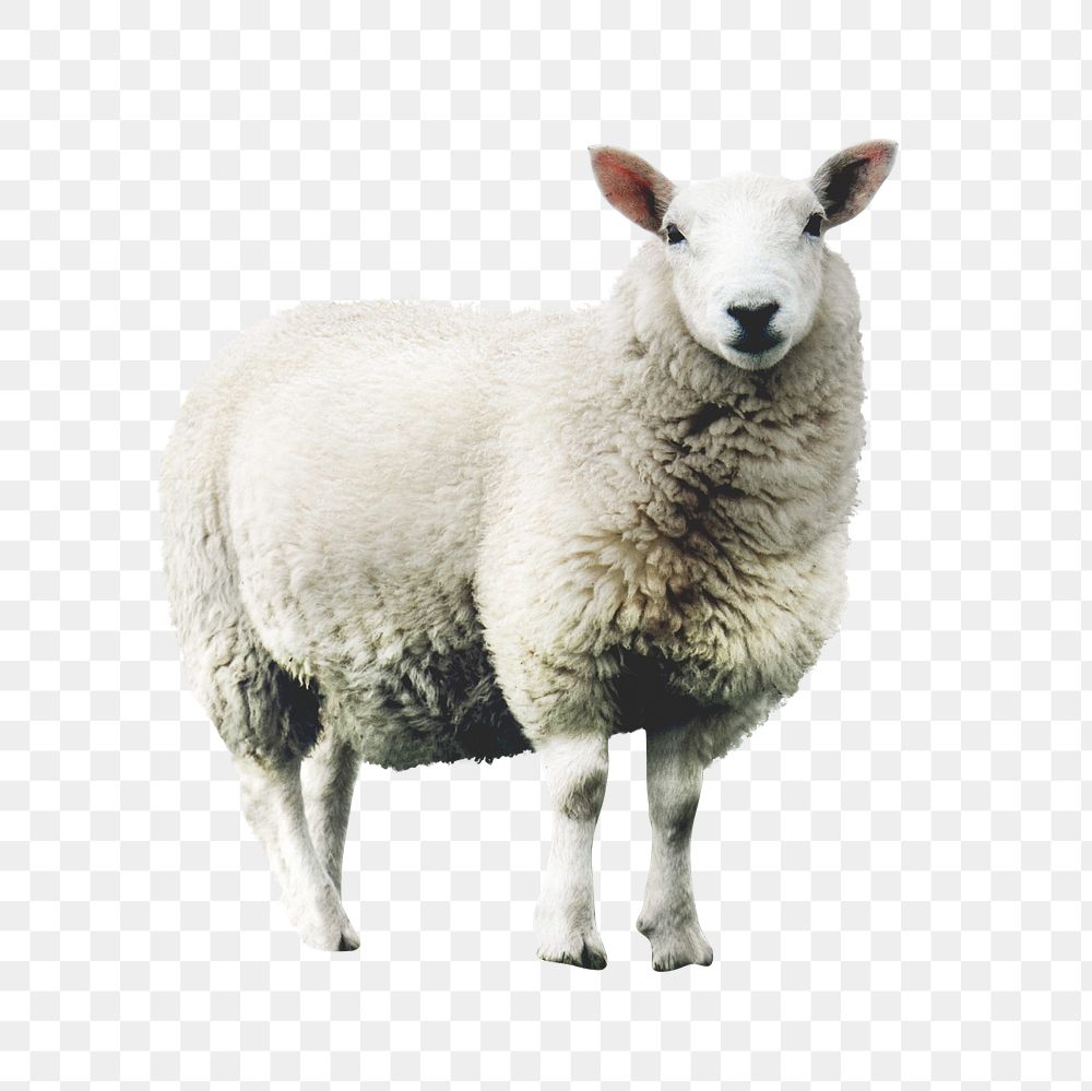 Sheep png sticker, animal cut out on transparent background