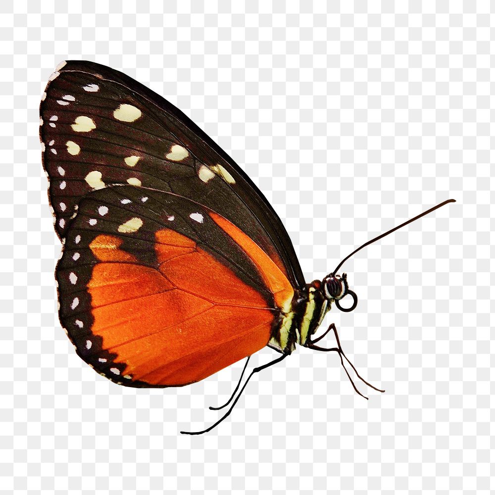 Butterfly png sticker, animal cut out on transparent background