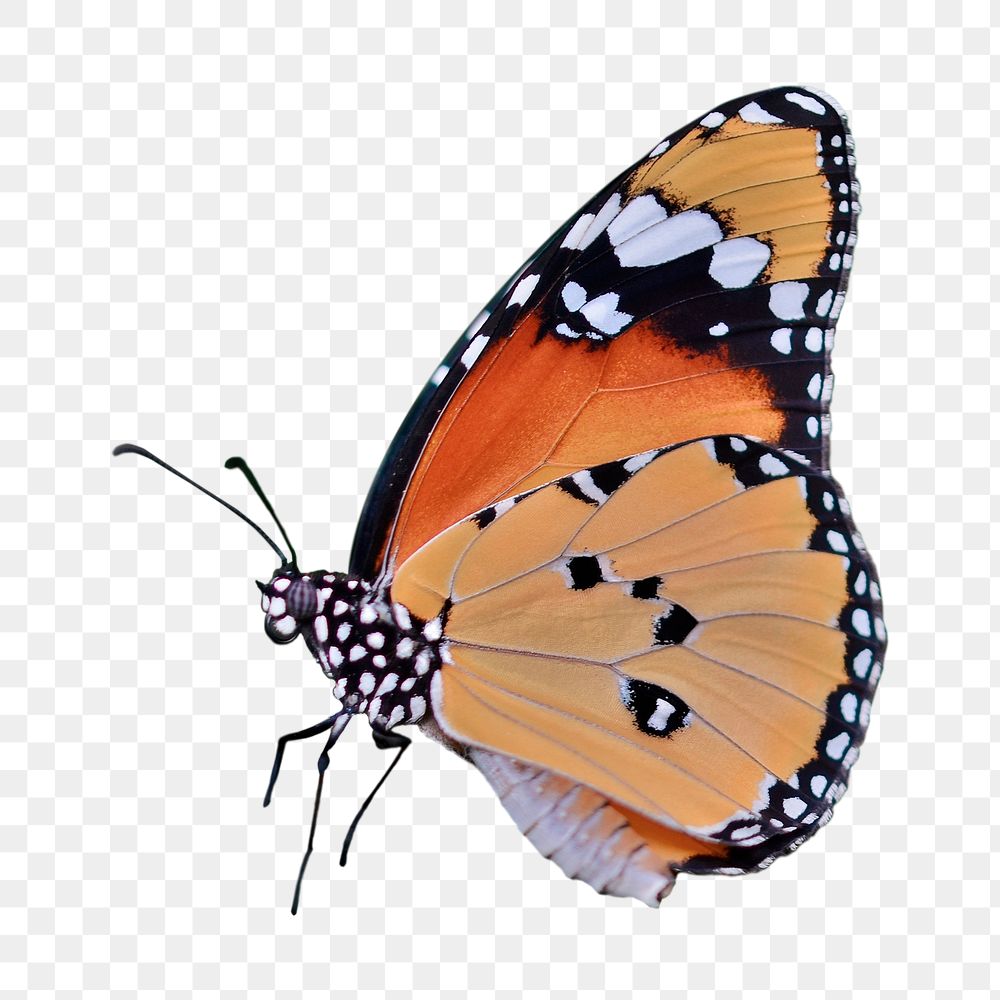 Monarch butterfly png sticker, animal cut out on transparent background