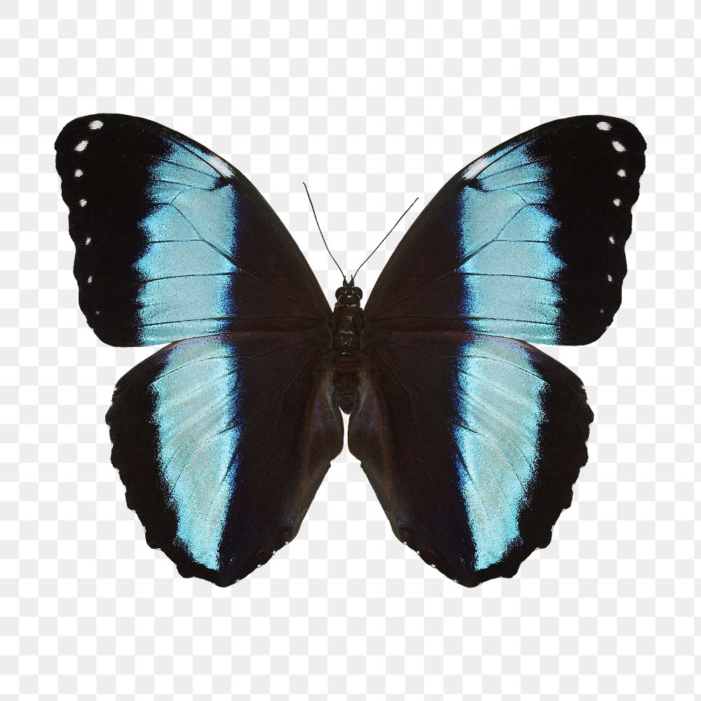 Blue butterfly png sticker, animal cut out on transparent background