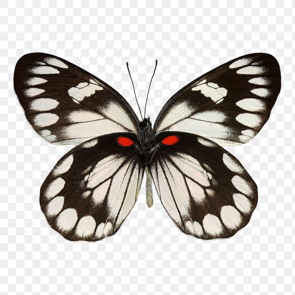 Butterfly png sticker, animal cut out on transparent background