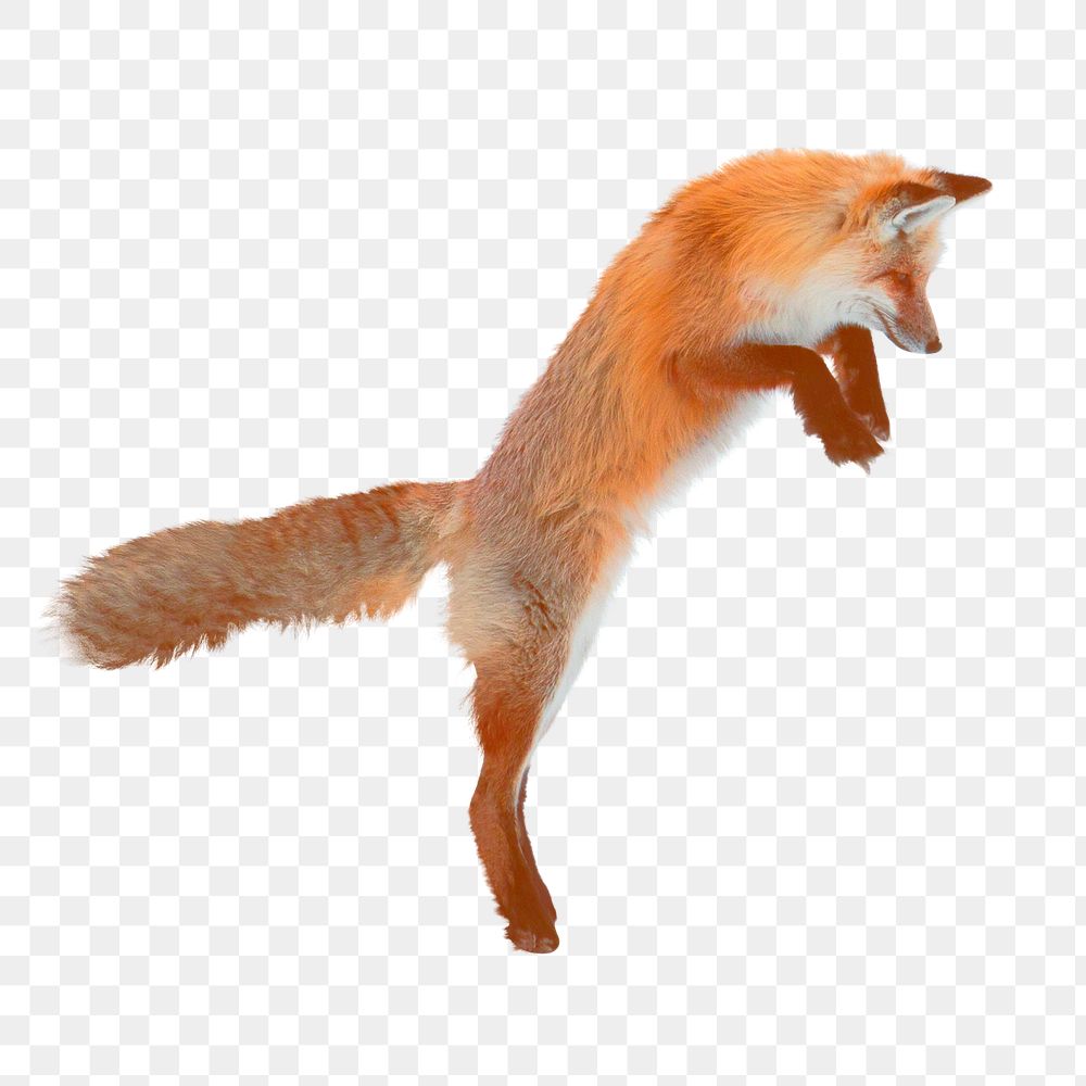 Cute fox png sticker, jumping animal cut out on transparent background
