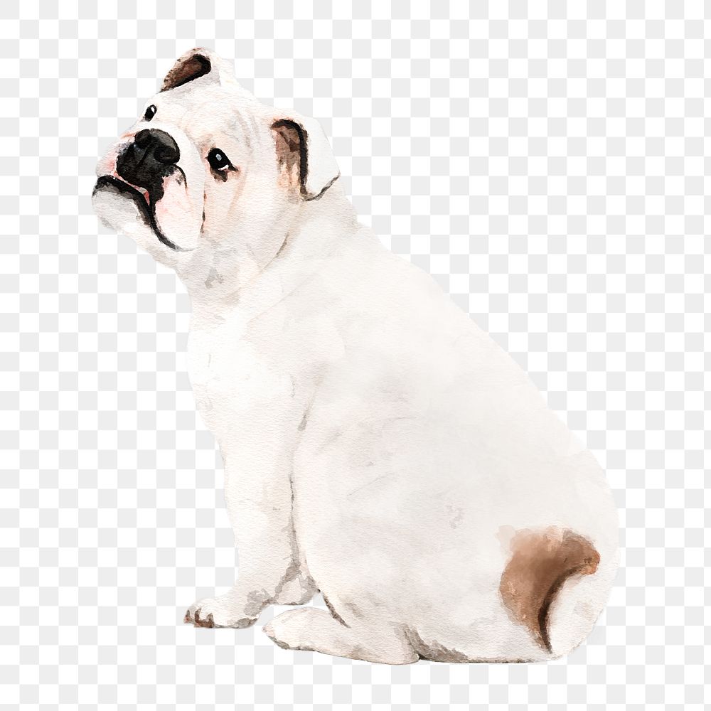 English bulldog png illustration on transparent background in watercolor