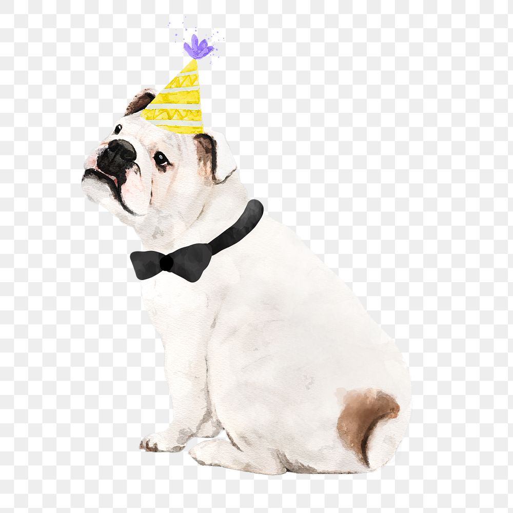 English bulldog png illustration on transparent background in watercolor with party hat