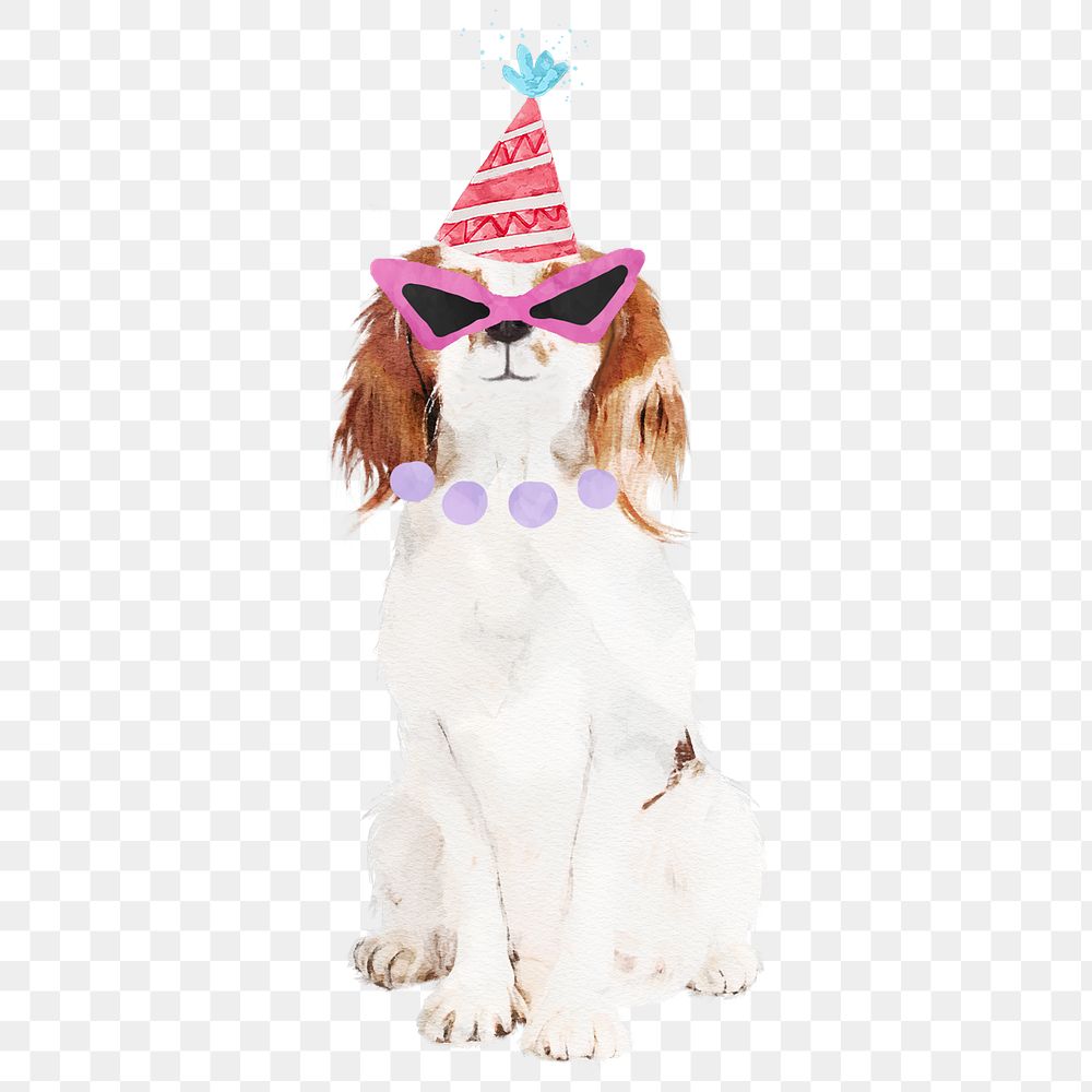 Cavalier King Charles Spaniel dog png illustration on transparent background in watercolor birthday party hat