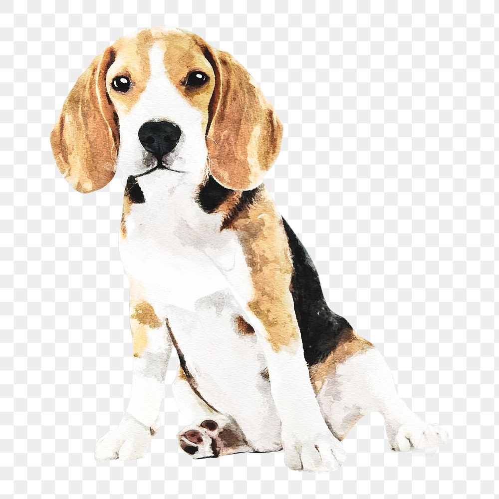 Beagle png illustration on transparent background in watercolor