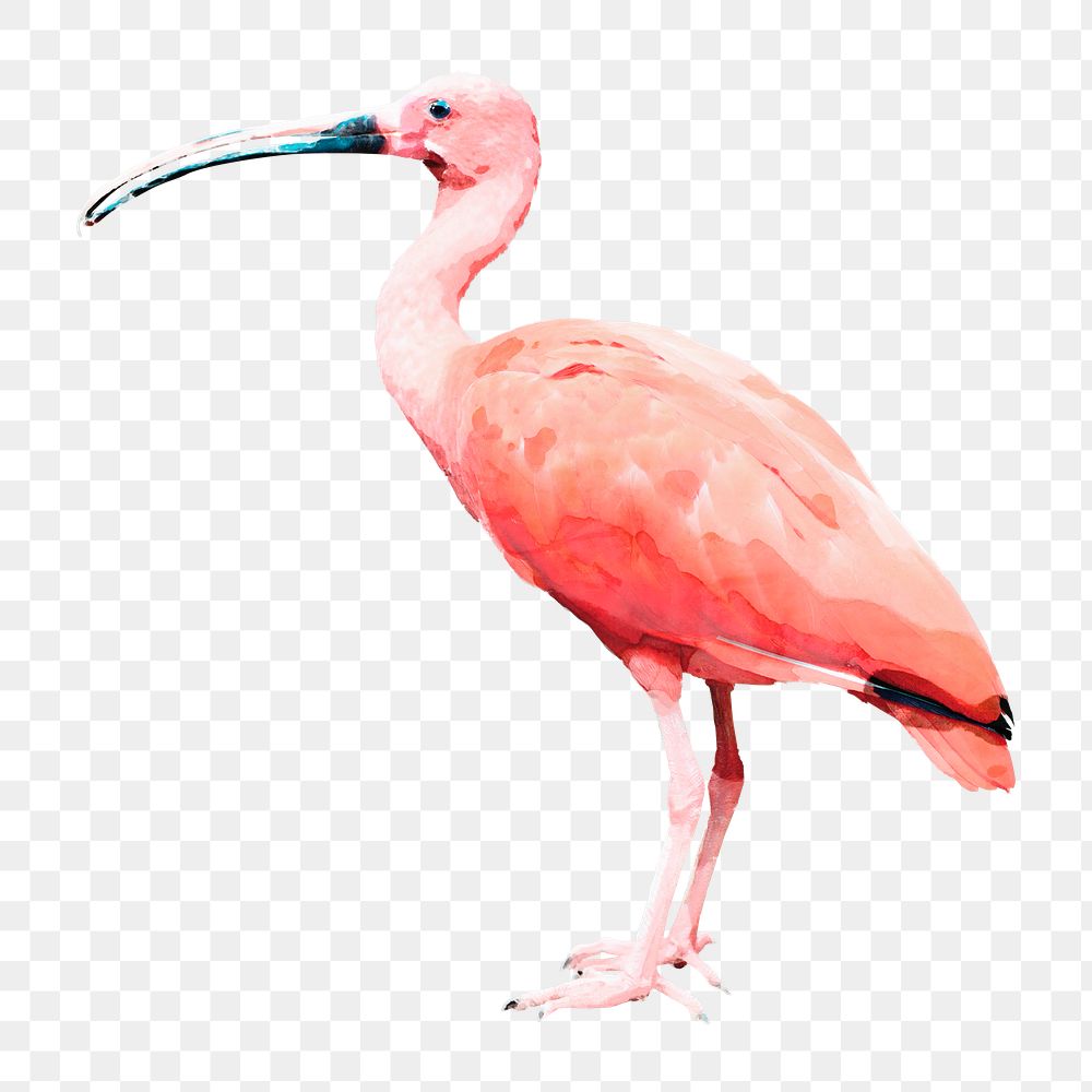 Scarlet ibis bird png illustration on transparent background in watercolor