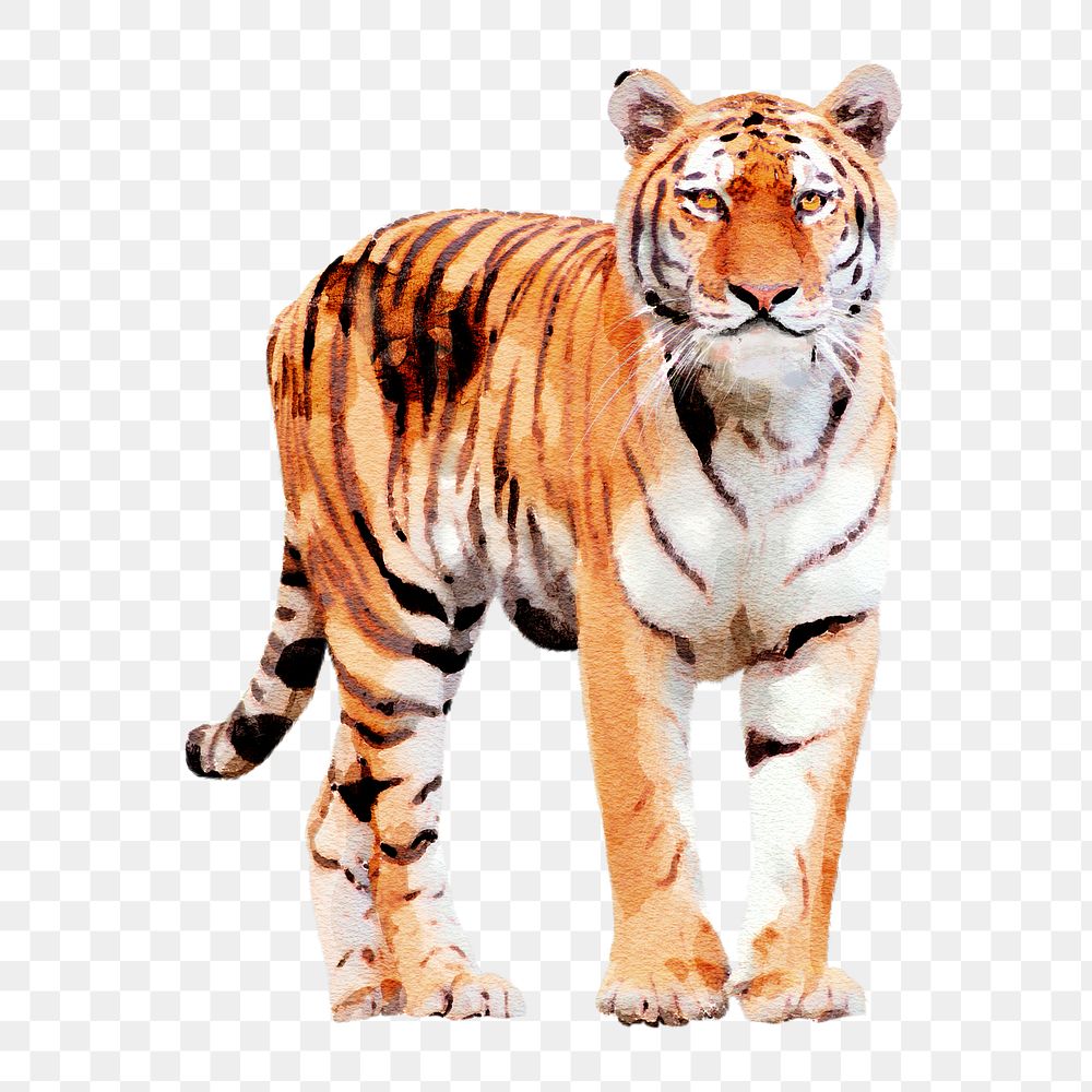 Watercolor tiger png illustration on transparent background