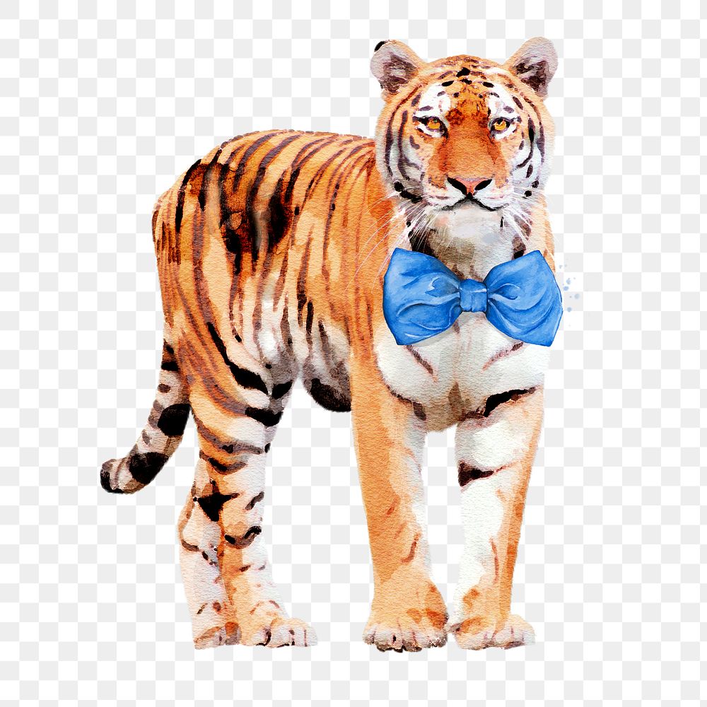 Tiger wearing bow tie png illustration on transparent background in watercolor