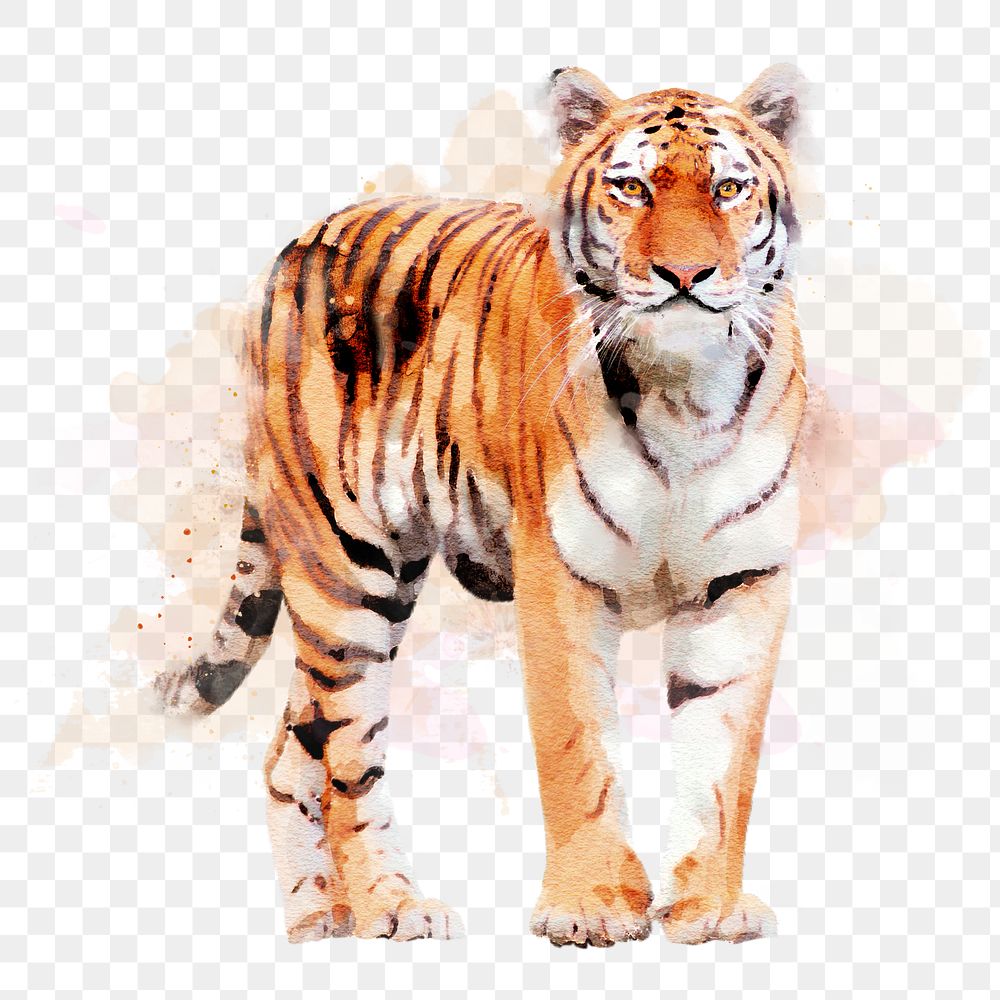 Watercolor tiger png illustration on transparent background 