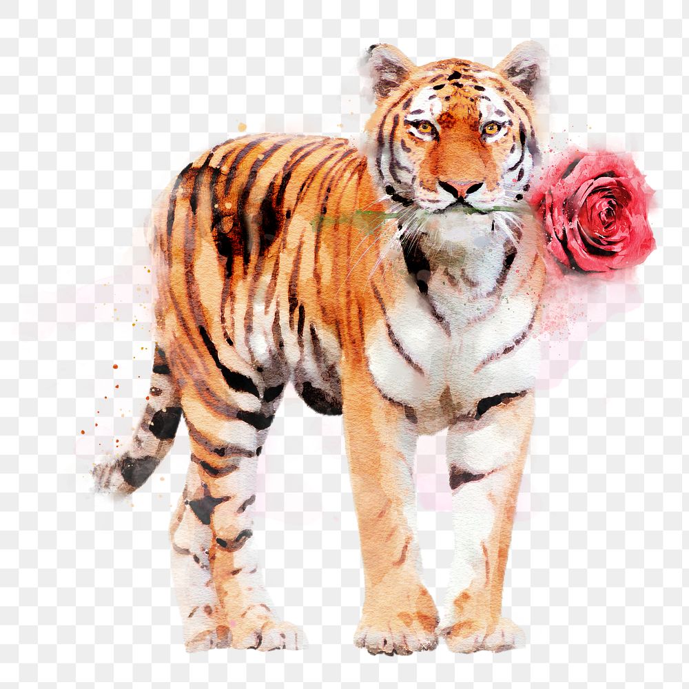 Tiger & rose png illustration on transparent background in watercolor