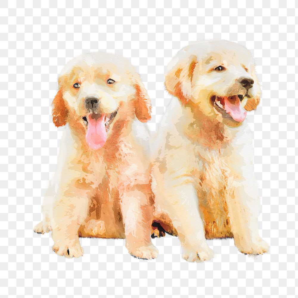 Golden retriever puppies png illustration on transparent background in watercolor