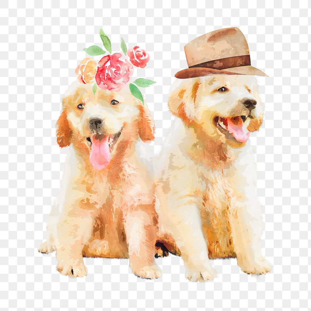 Golden retriever puppies png illustration on transparent background in watercolor with hat & flower headpiece