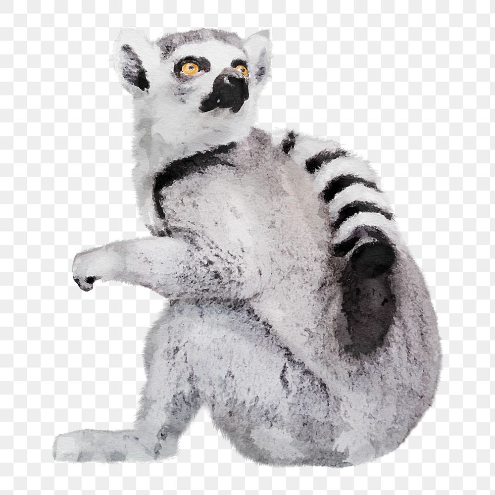 Watercolor lemur png illustration on transparent background