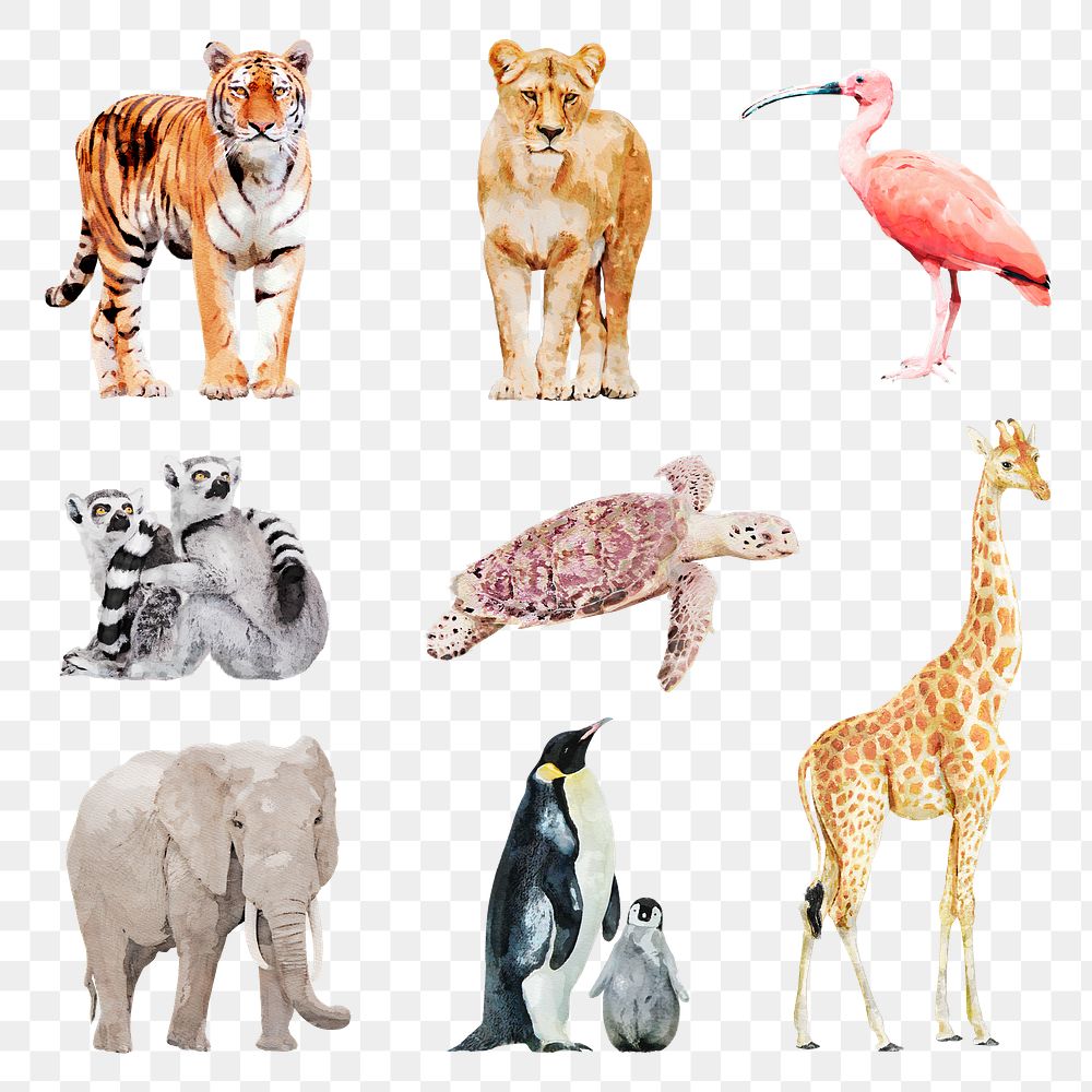 Wildlife animal png illustration set on transparent background