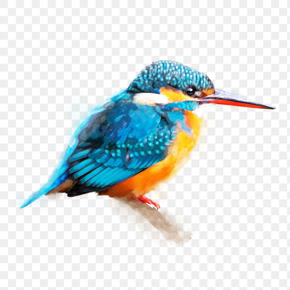 Kingfisher bird png illustration on transparent background in watercolor
