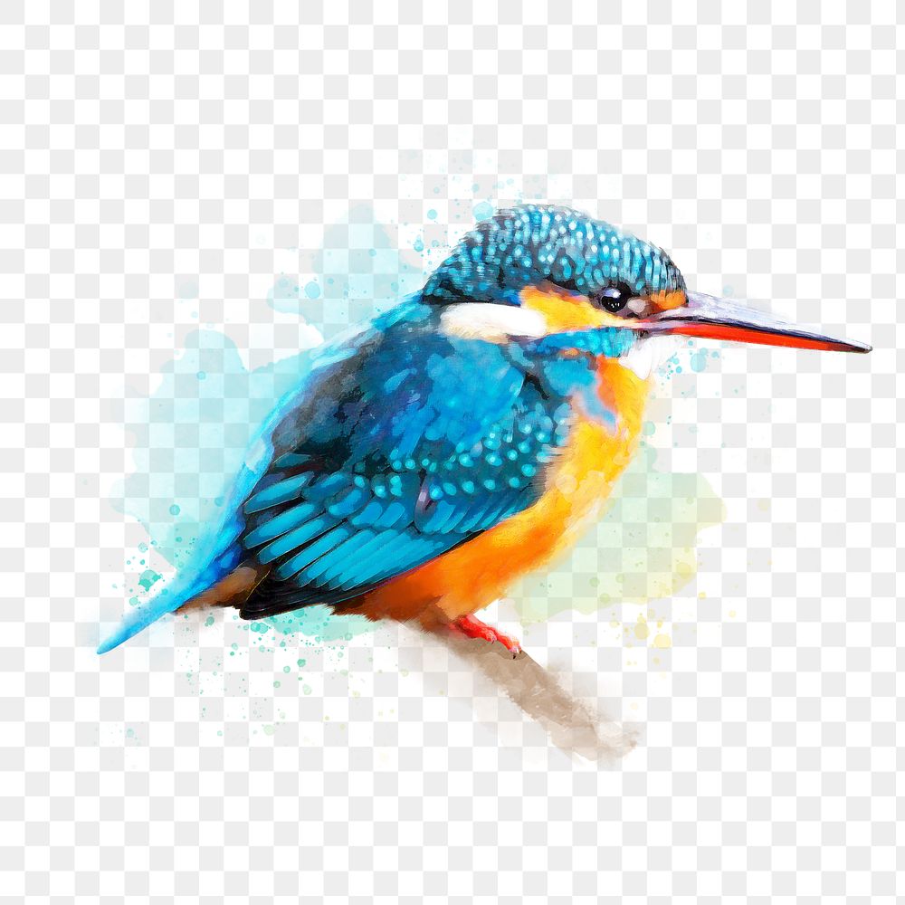 Kingfisher bird png illustration on transparent background in watercolor