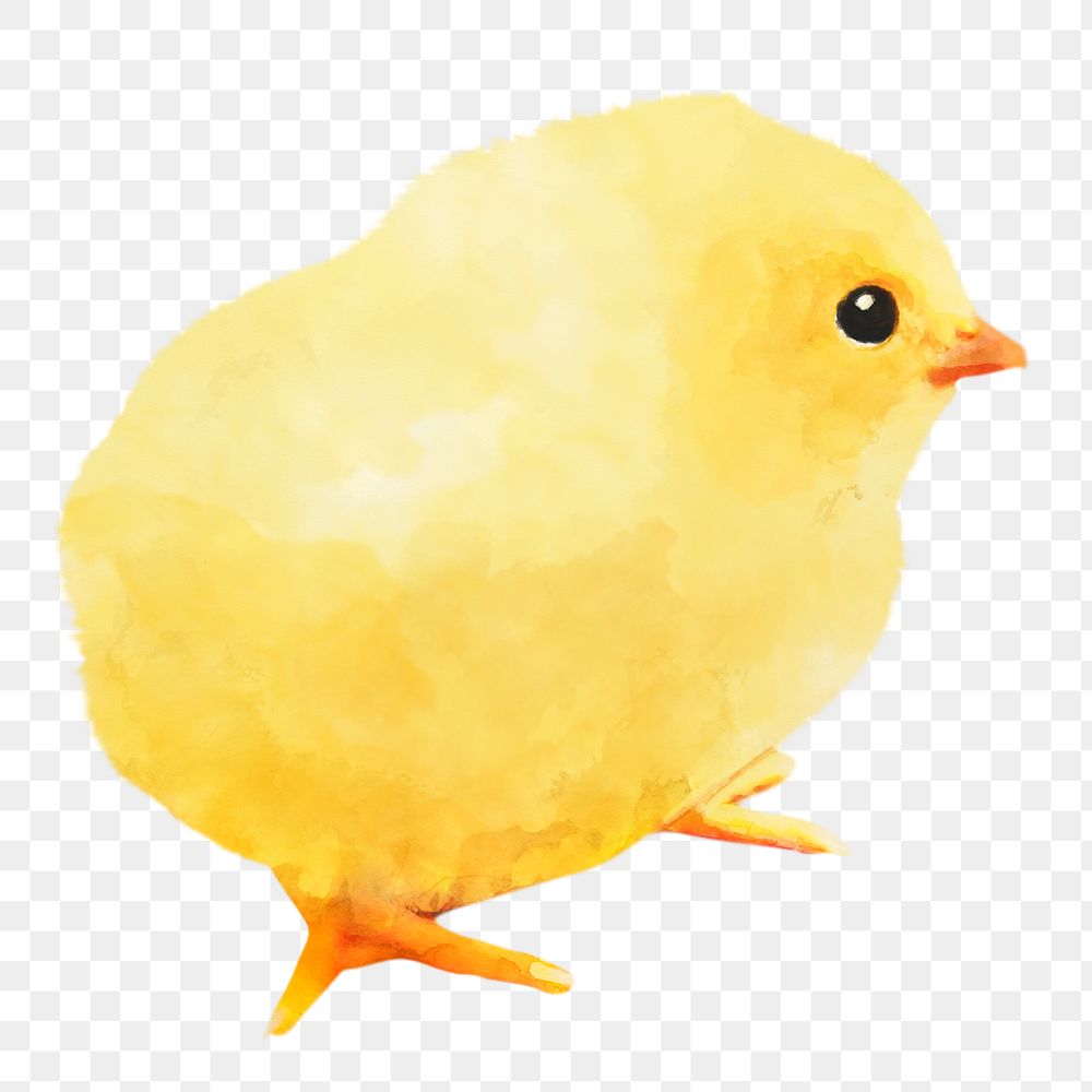 Chick png sticker, watercolor illustration, transparent background