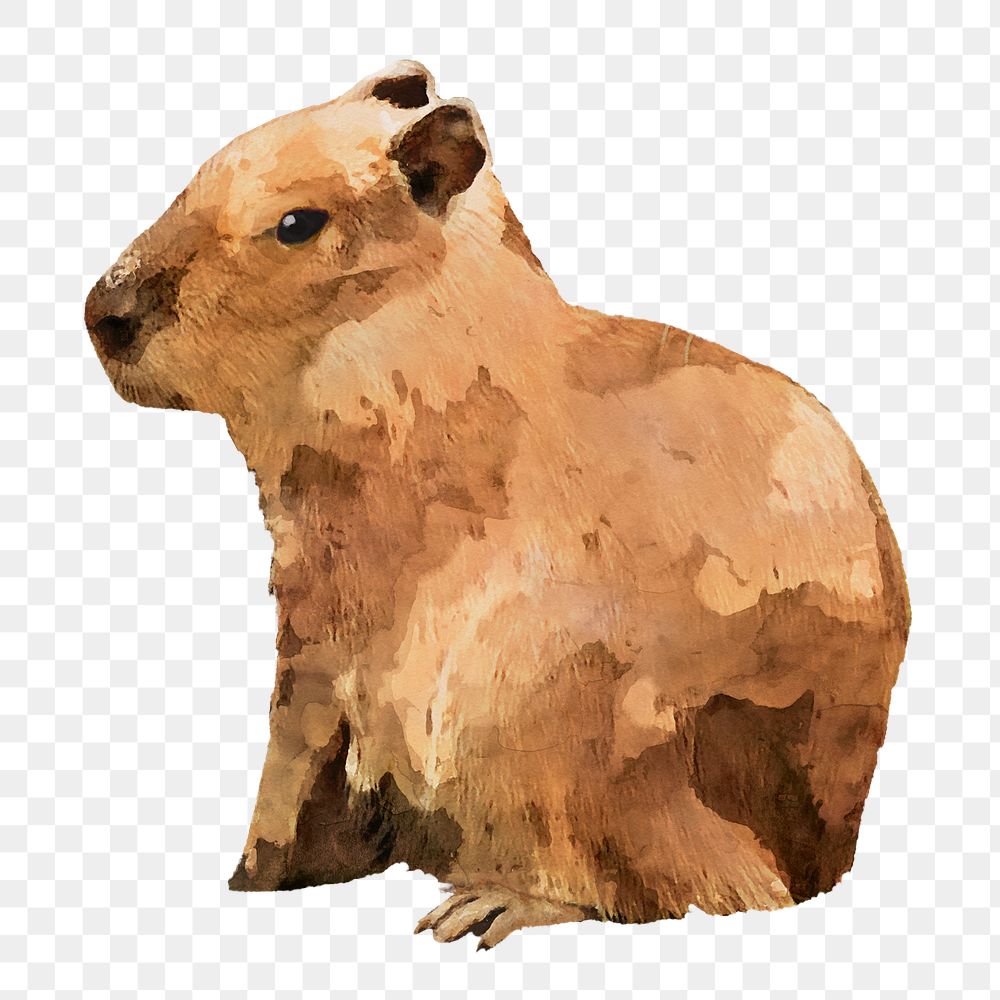 Png capybara sticker, watercolor illustration, transparent background