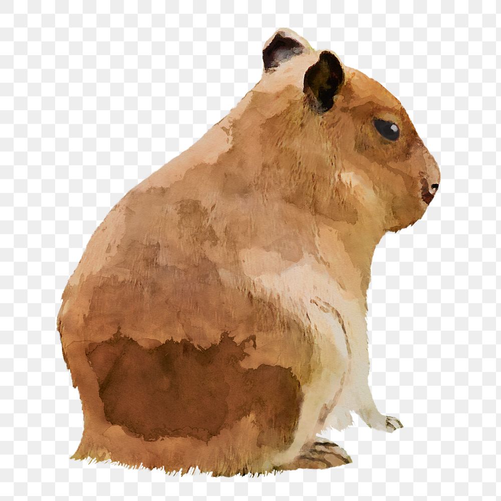 Capybara png sticker, watercolor illustration, transparent background