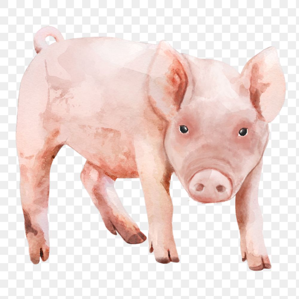 Pig  png sticker, watercolor illustration, transparent background