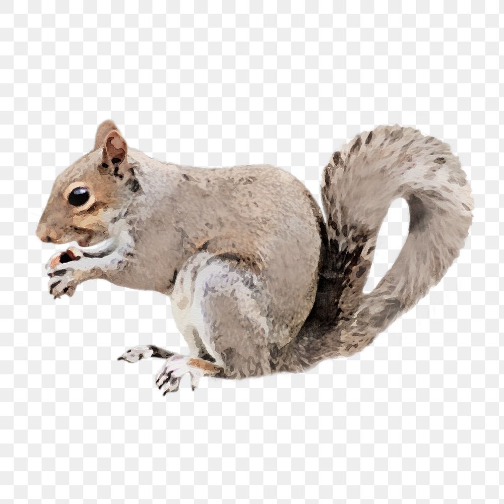 Gray squirrel png sticker, watercolor illustration, transparent background