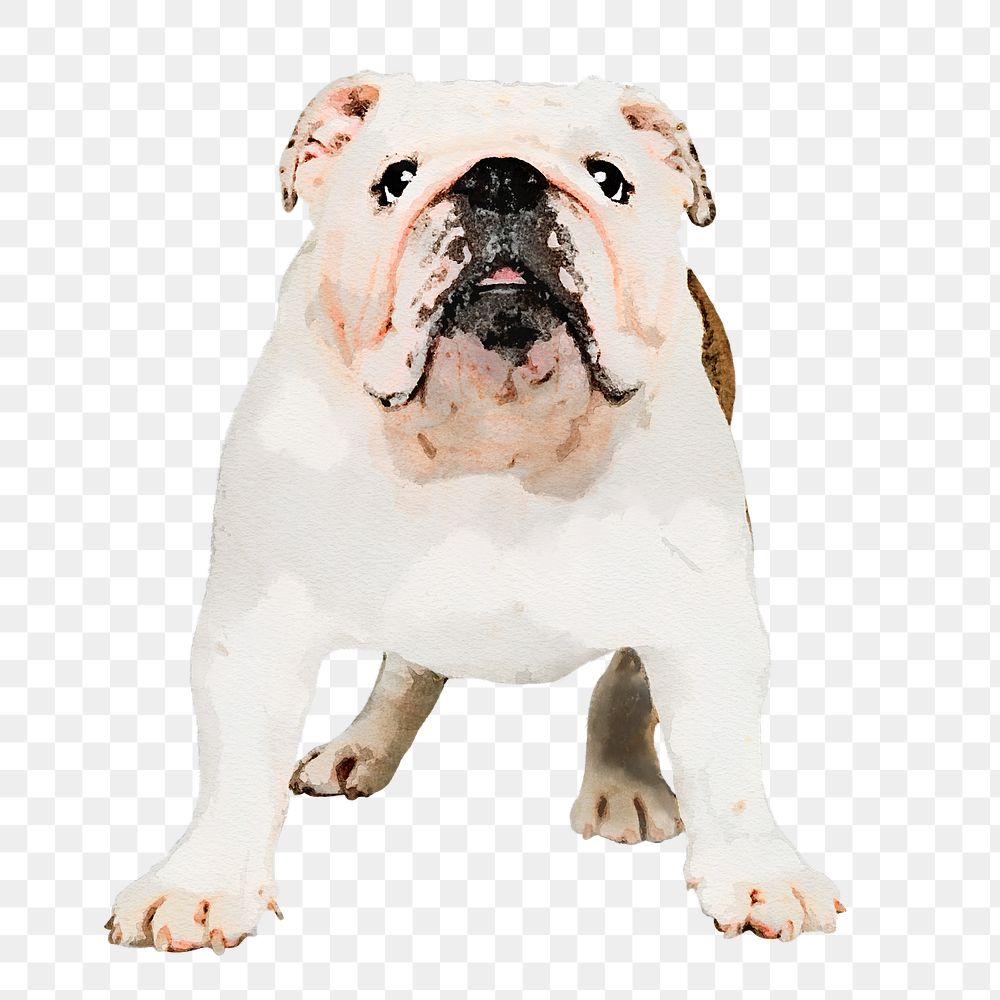 Bulldog png sticker, watercolor illustration, transparent background