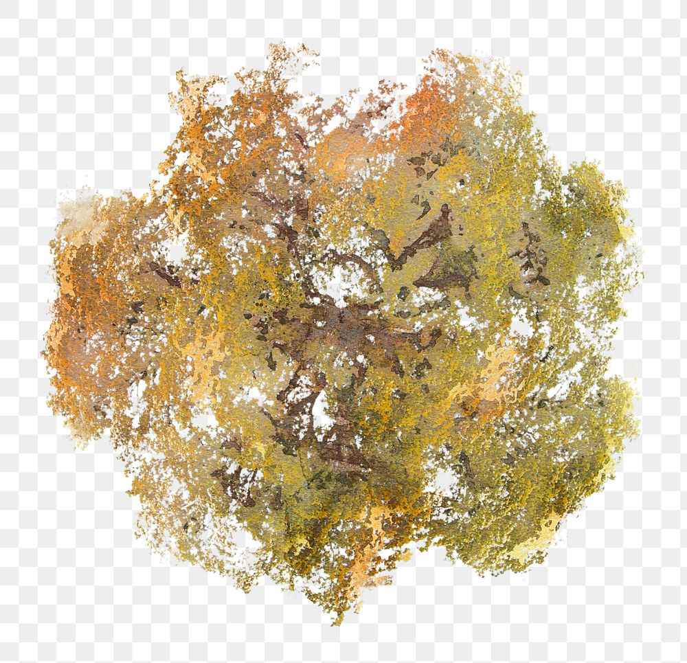 Tree png, top view autumn watercolor illustration, transparent background