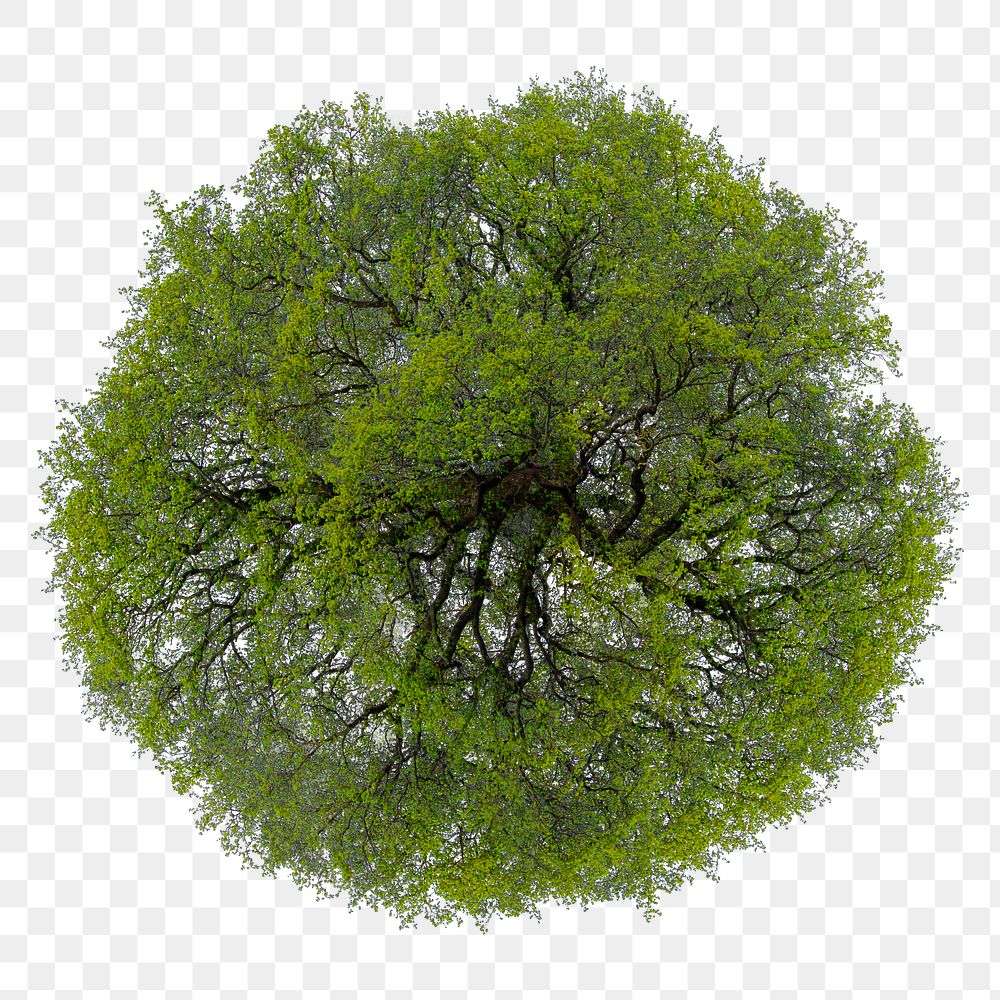Tree png, top view spring clip art, transparent background
