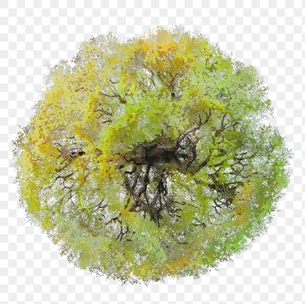 Tree png, top view spring watercolor illustration, transparent background