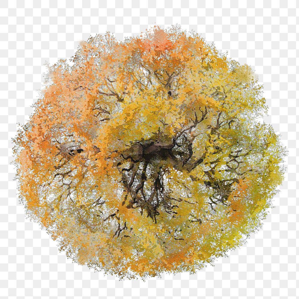 Tree png, top view autumn watercolor illustration, transparent background