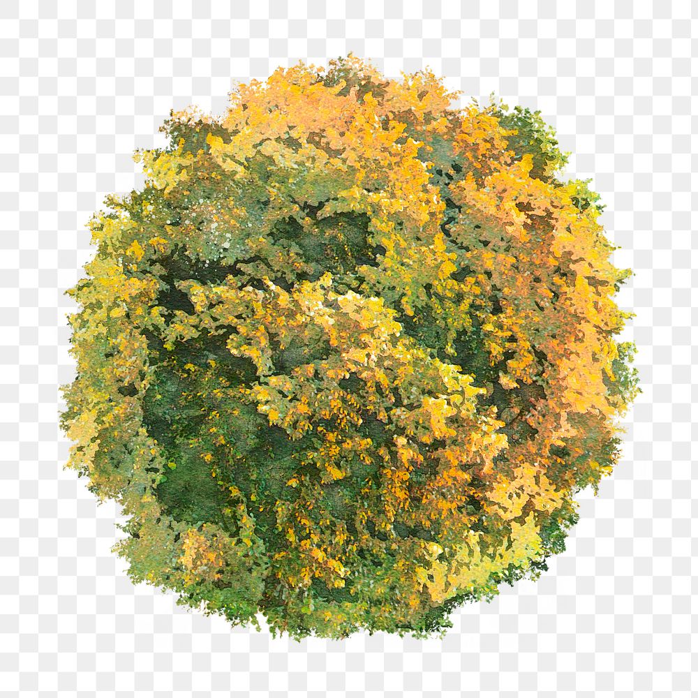 Tree png, top view autumn clip art, transparent background