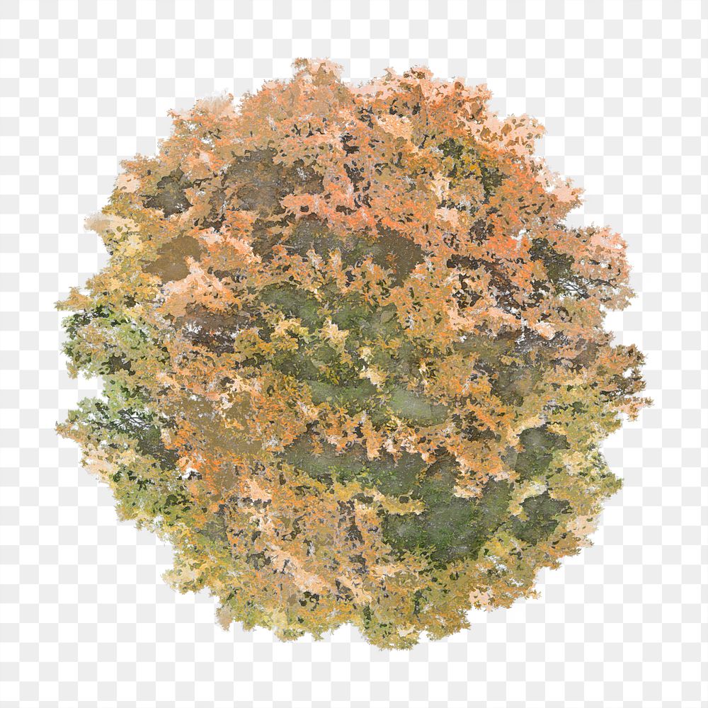 Tree png, top view watercolor illustration, transparent background