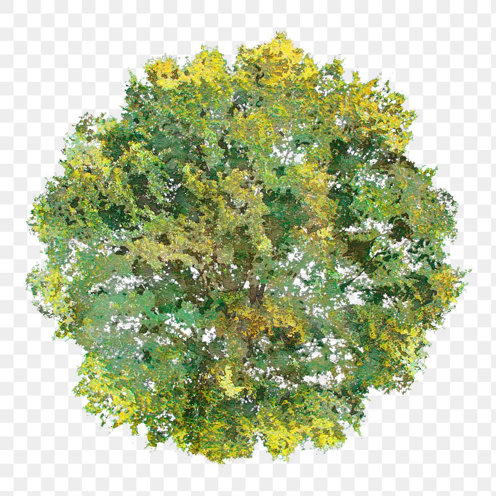 Tree png, top view watercolor illustration, transparent background