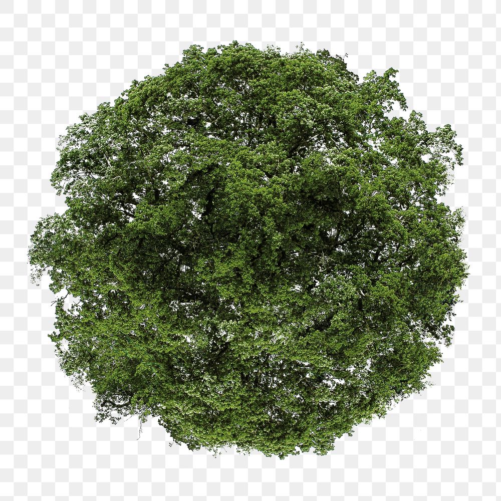 Tree png, top view spring clipart, transparent background