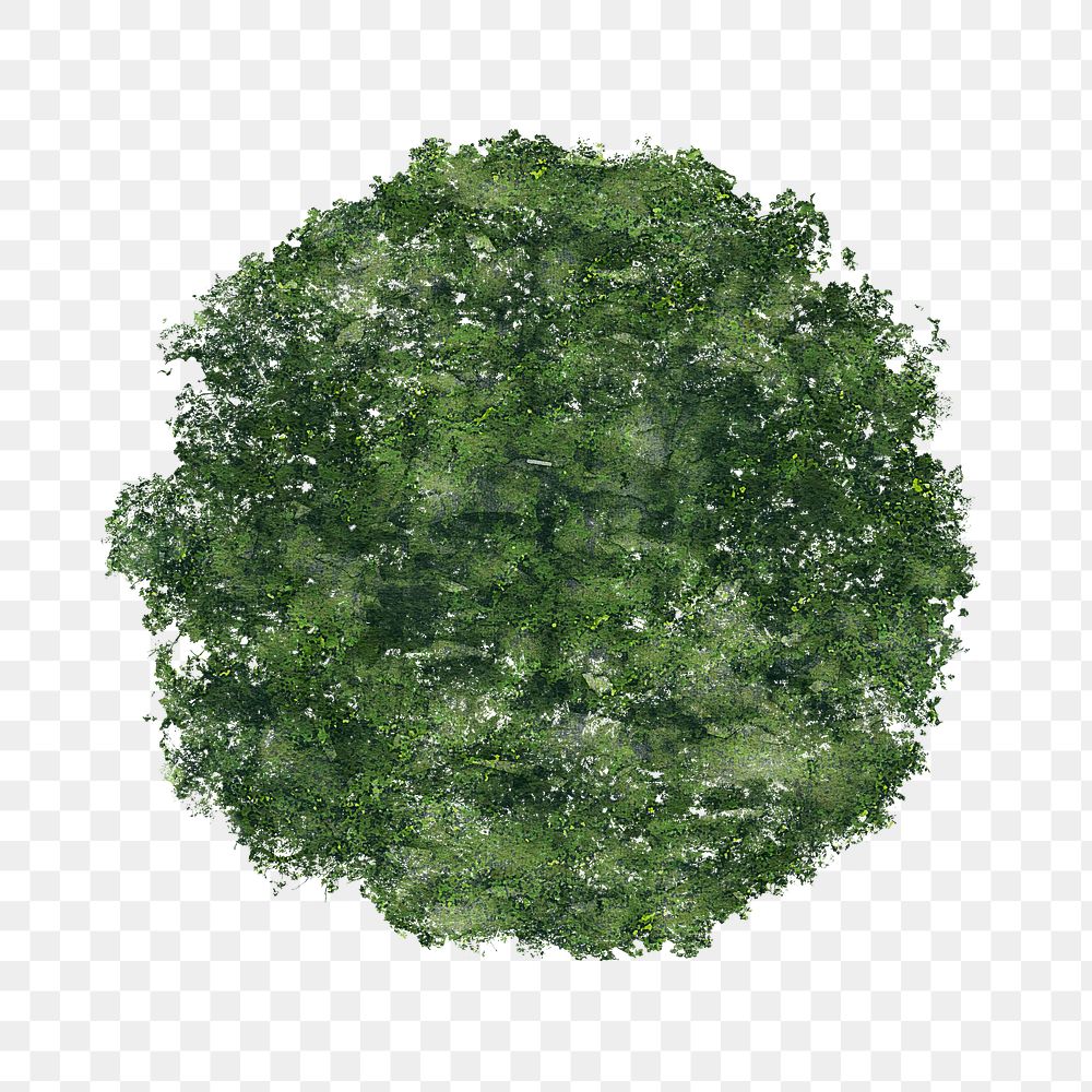 Tree png, top view spring | Premium PNG - rawpixel