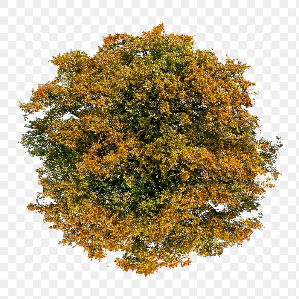 Tree png top view, autumn clipart, transparent background
