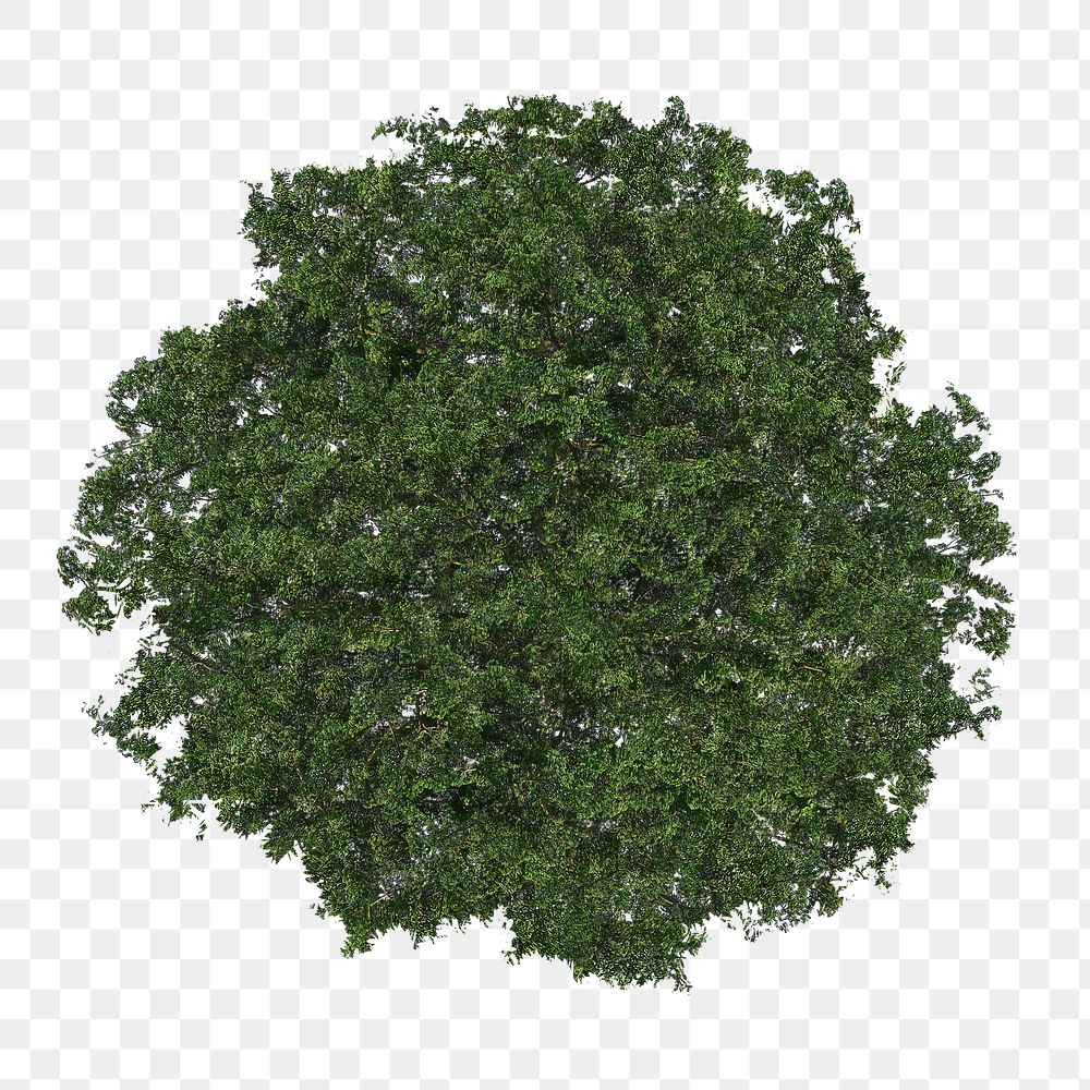 Tree png, top view spring clipart, transparent background