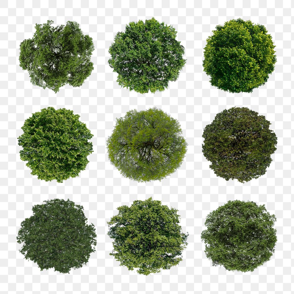 Tree png, top view spring stickers set, transparent background