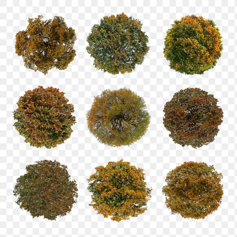 Autumn tree png, top view stickers set, transparent background