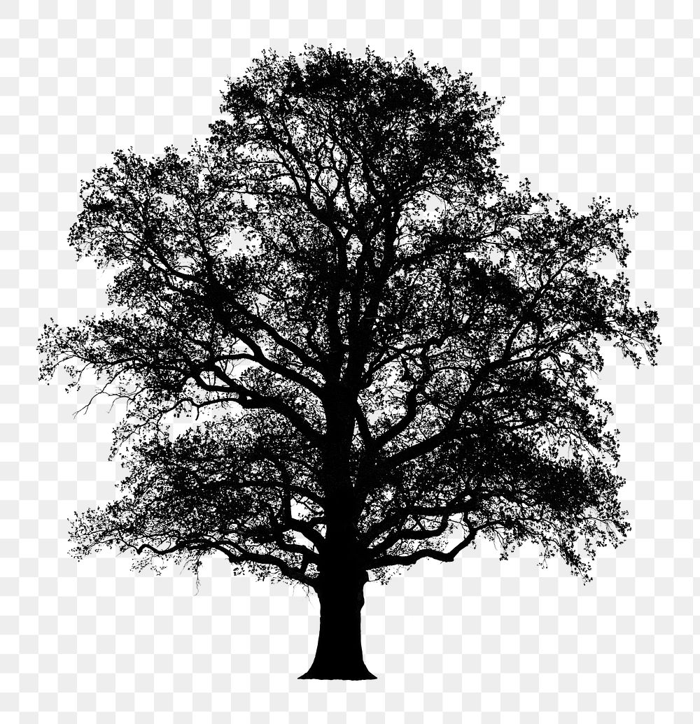 Silhouette tree png sticker on transparent background