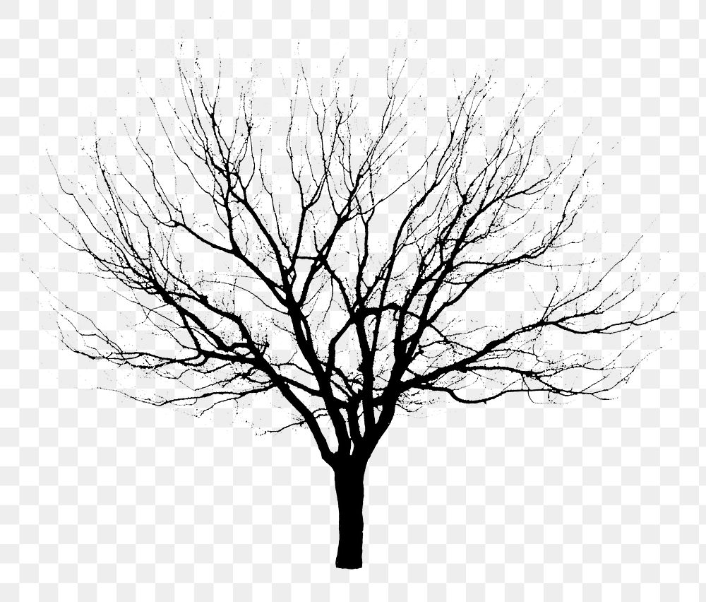 Silhouette tree png sticker on transparent background