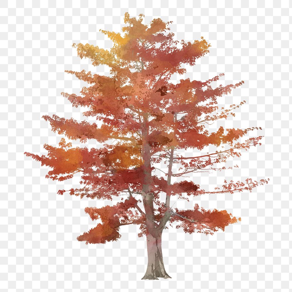 Tree png clipart, autumn watercolor illustration on transparent background