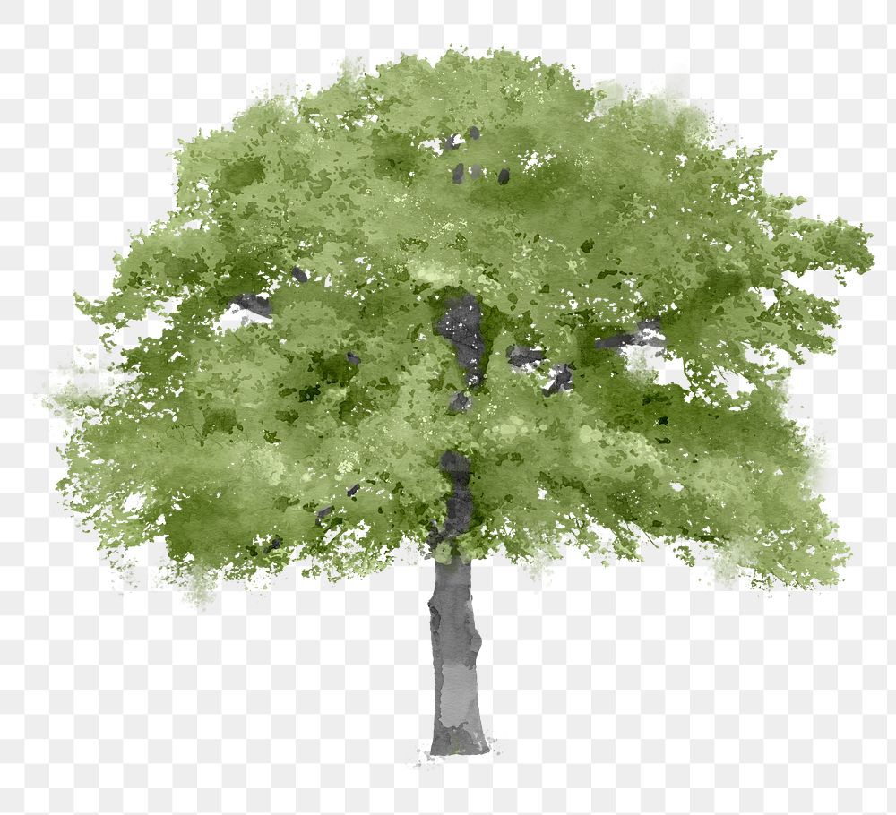 Tree png sticker, watercolor illustration on transparent background
