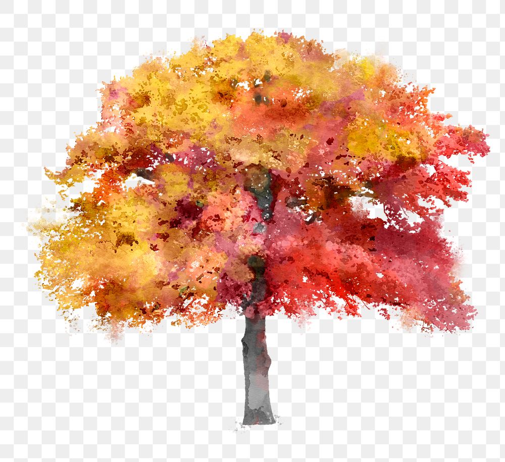 Autumn tree png sticker, watercolor illustration on transparent background