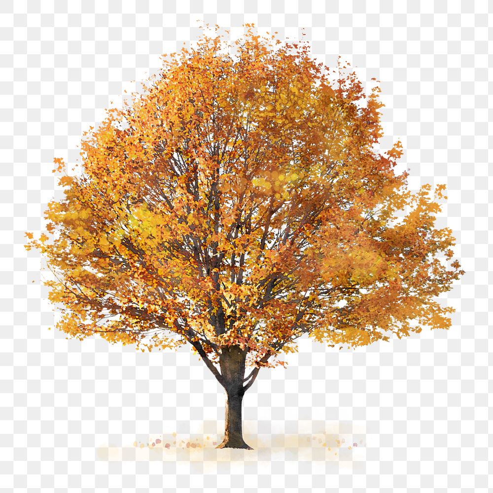 Autumn tree png sticker, watercolor illustration on transparent background
