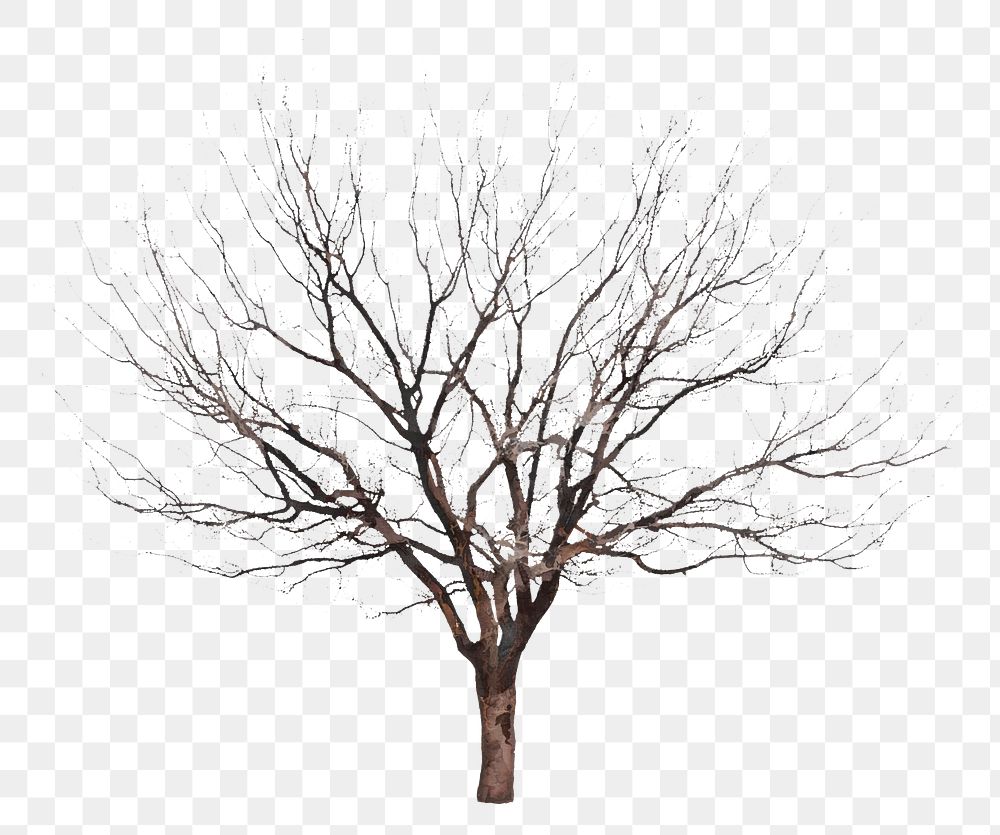 Dead tree png sticker on transparent background
