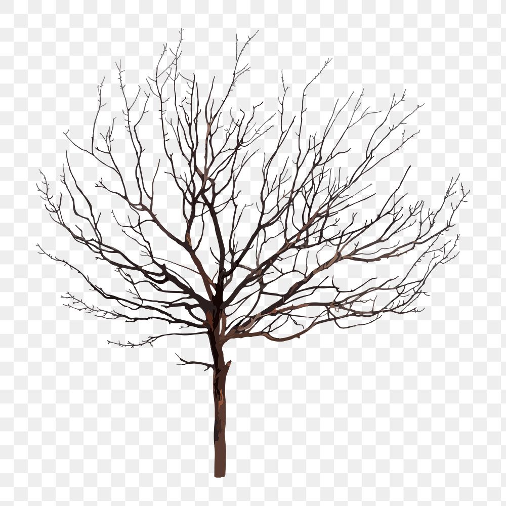 Dead tree png clipart, watercolor illustration on transparent background