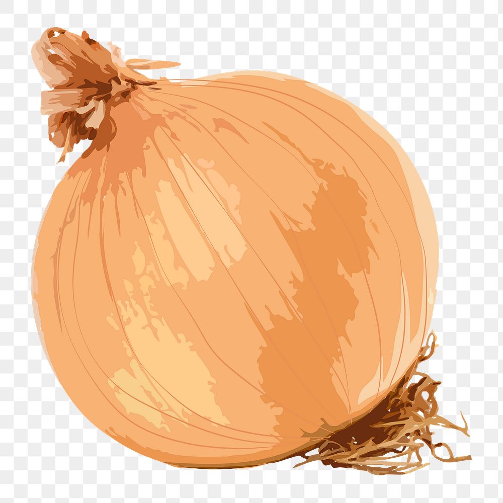 Onion png sticker, vegetable illustration on transparent background