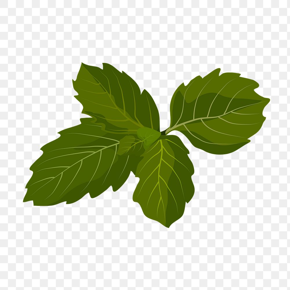 Basil leaf png sticker, botanical illustration on transparent background
